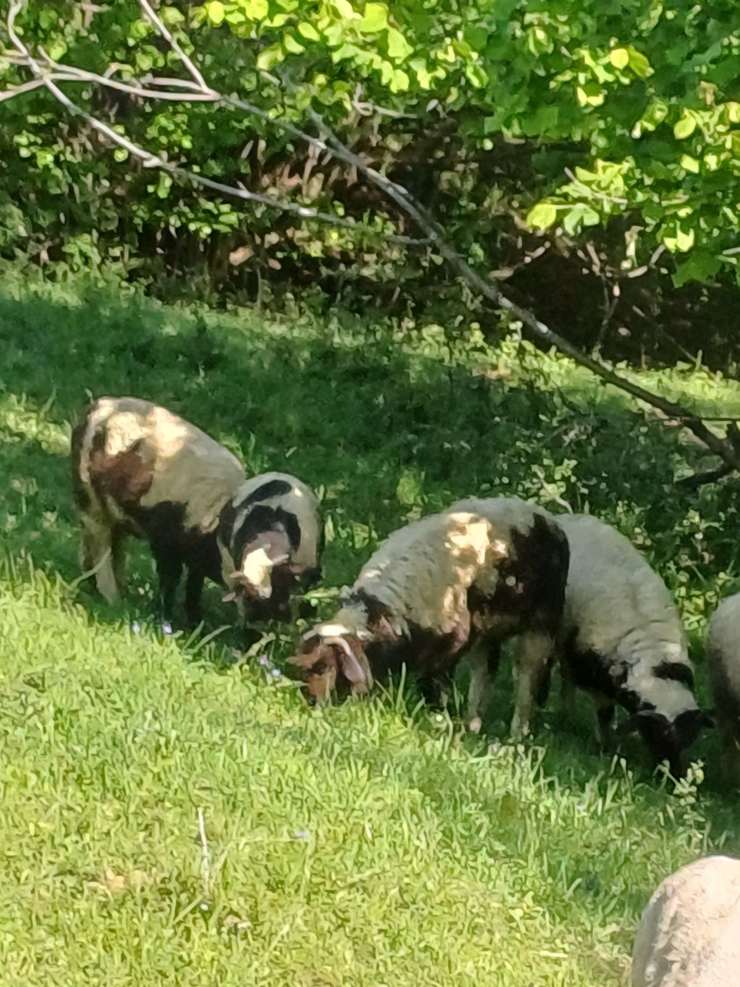 Miei de  paște !