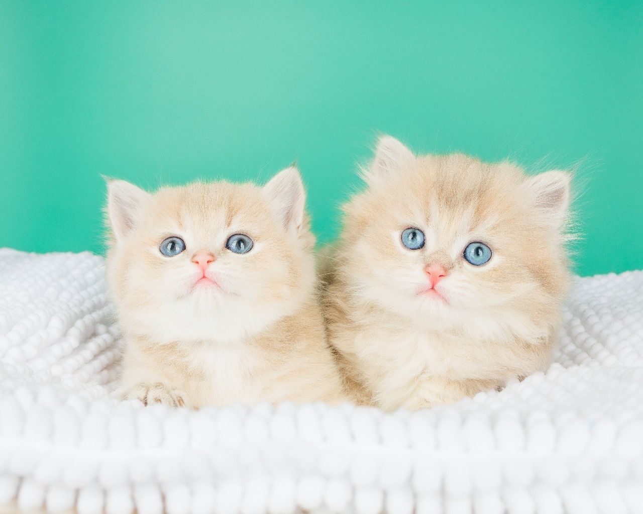 Золото Шиншиллы британские котята. Голубое и лиловое золото.