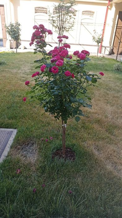 Chiroyli va sifatli dizayn