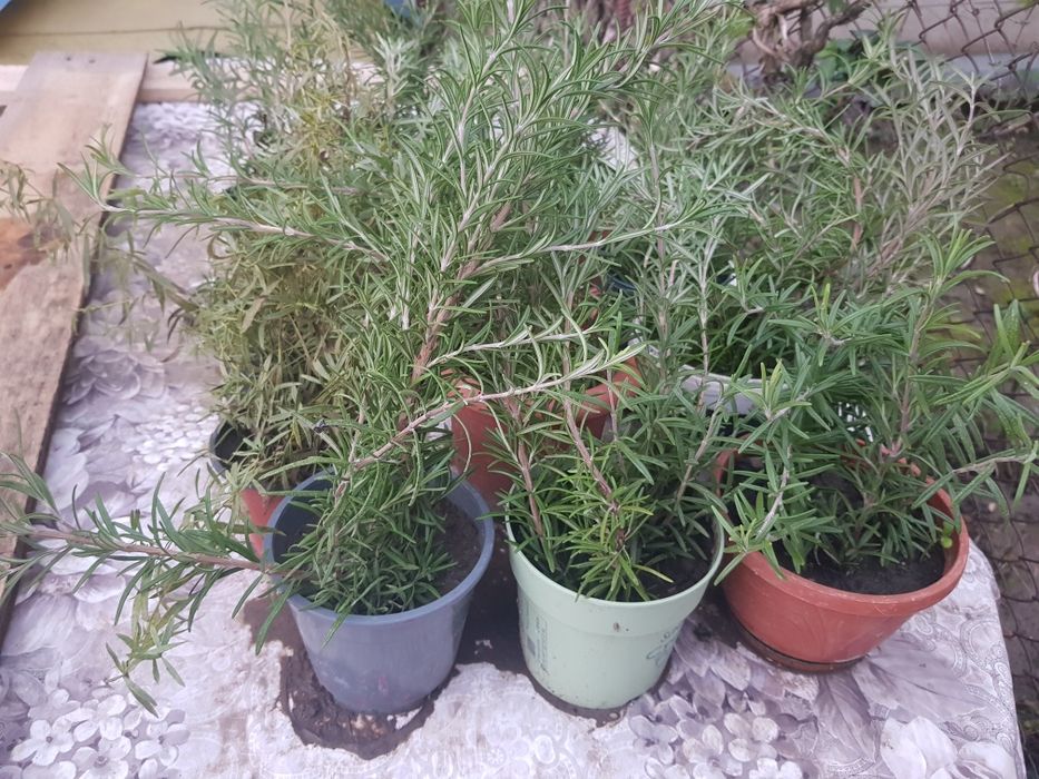 Aloe vera planta la ghiveci