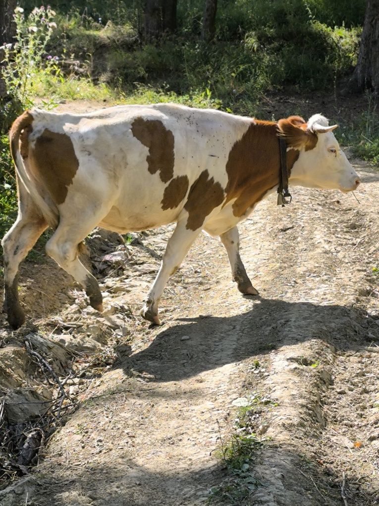 Junca la prima fatare