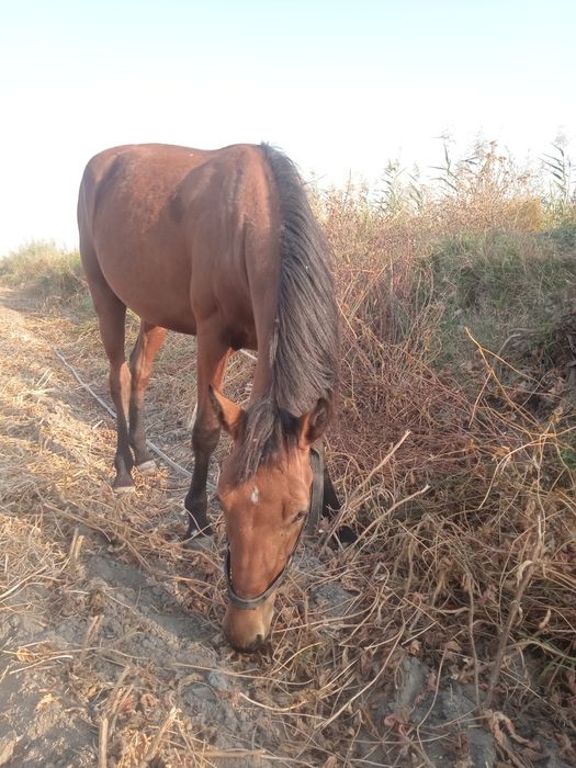 Бия той 1.5 яшар озимники