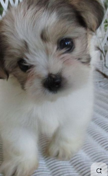 Bichon  havanez fetiță  600 lei