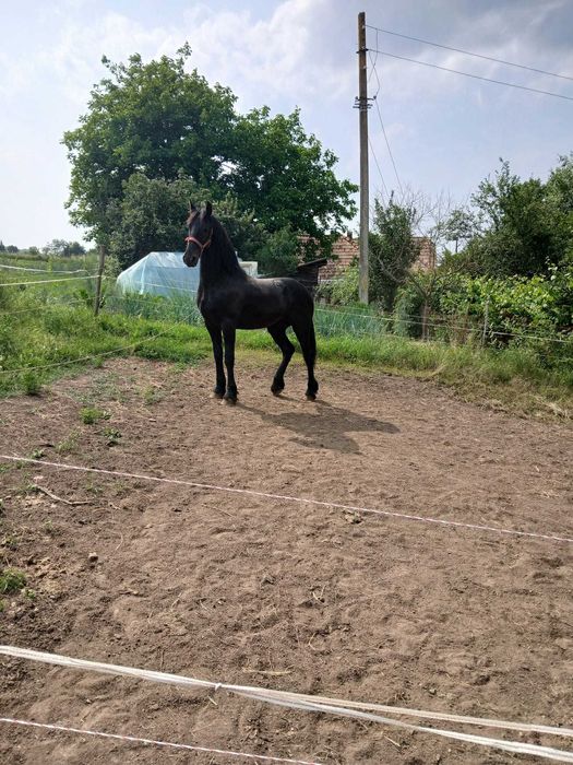 Manz armasar frizian 1 an si 2 luni