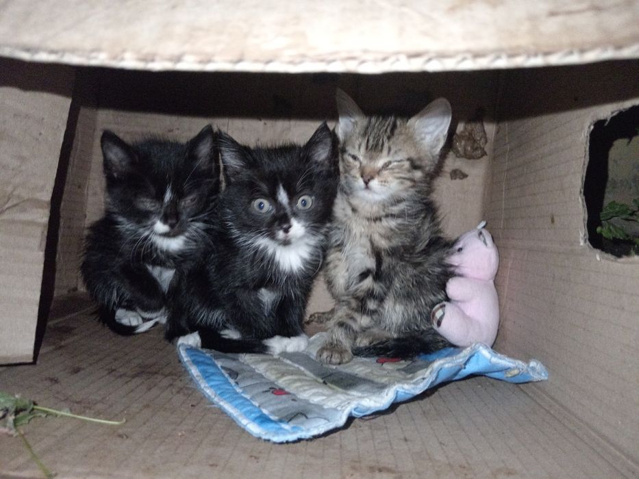 Выкинули котят в коробке