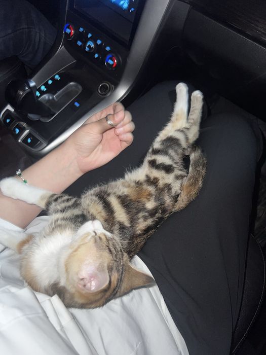 Котенок 3 месяца