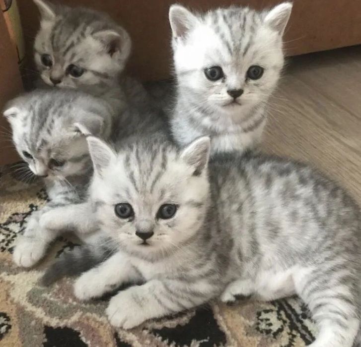 Золотые и Серебристые Шотландцы