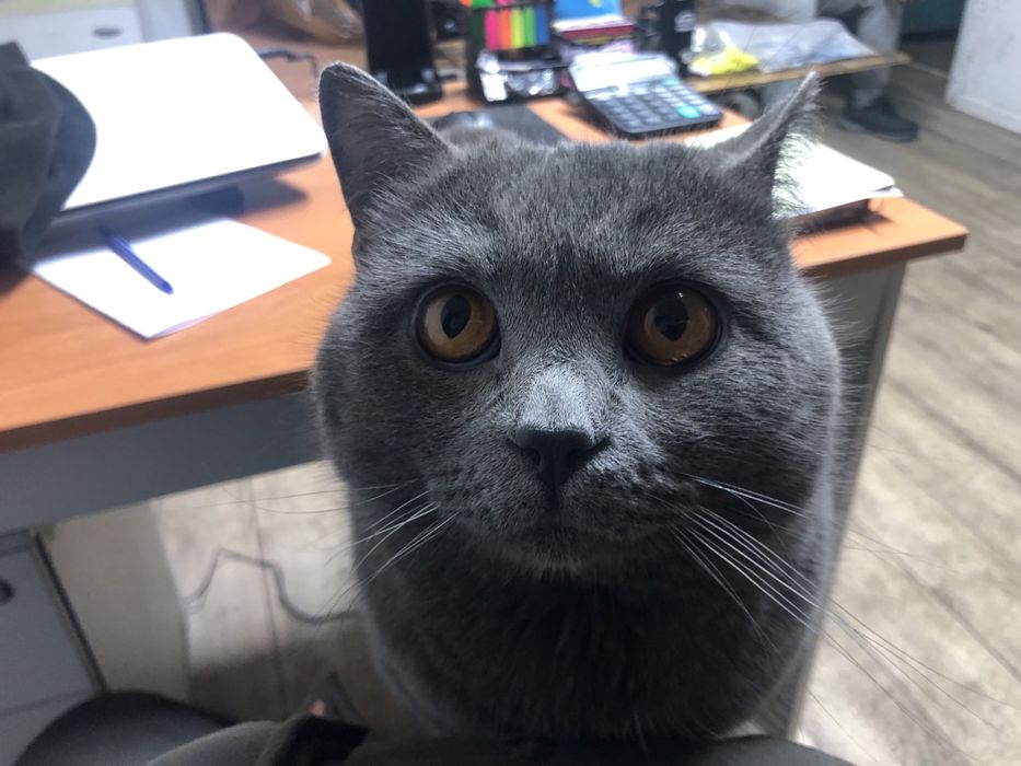 Связка, случка кота