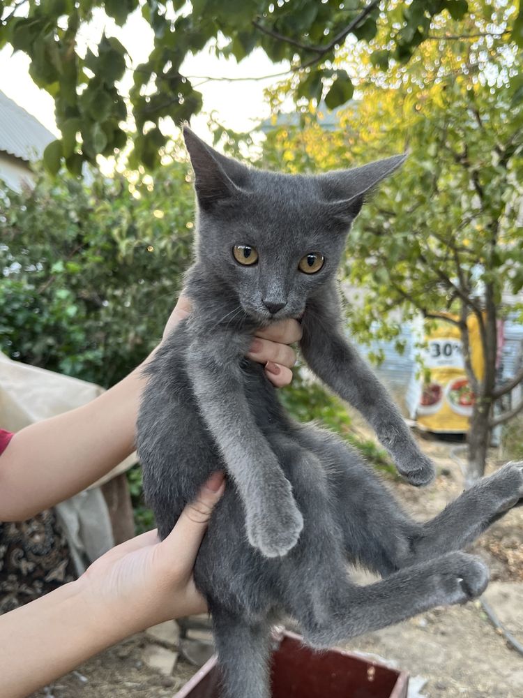 Котенек в добрые руки