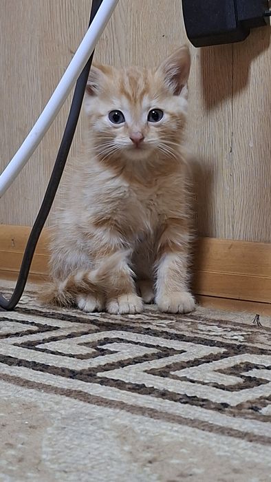 Двухмесячные котята даром