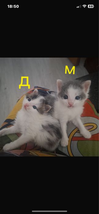 Котята бесплатно