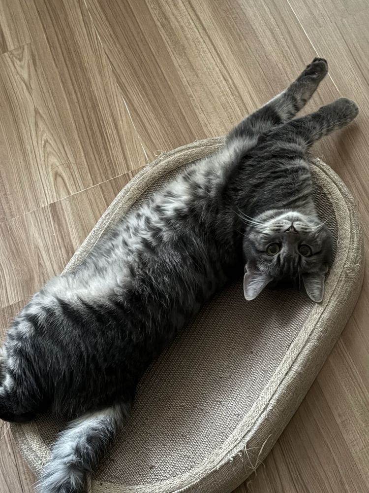 Кошка бесплатно срочно пожалуйста