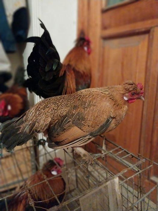 Япон хороз ва товуклар сотилади