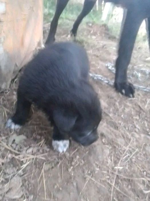 De vânzare 3 cățelușe micuțe și jucăușe 
Avem trei fetițe adorabile, s