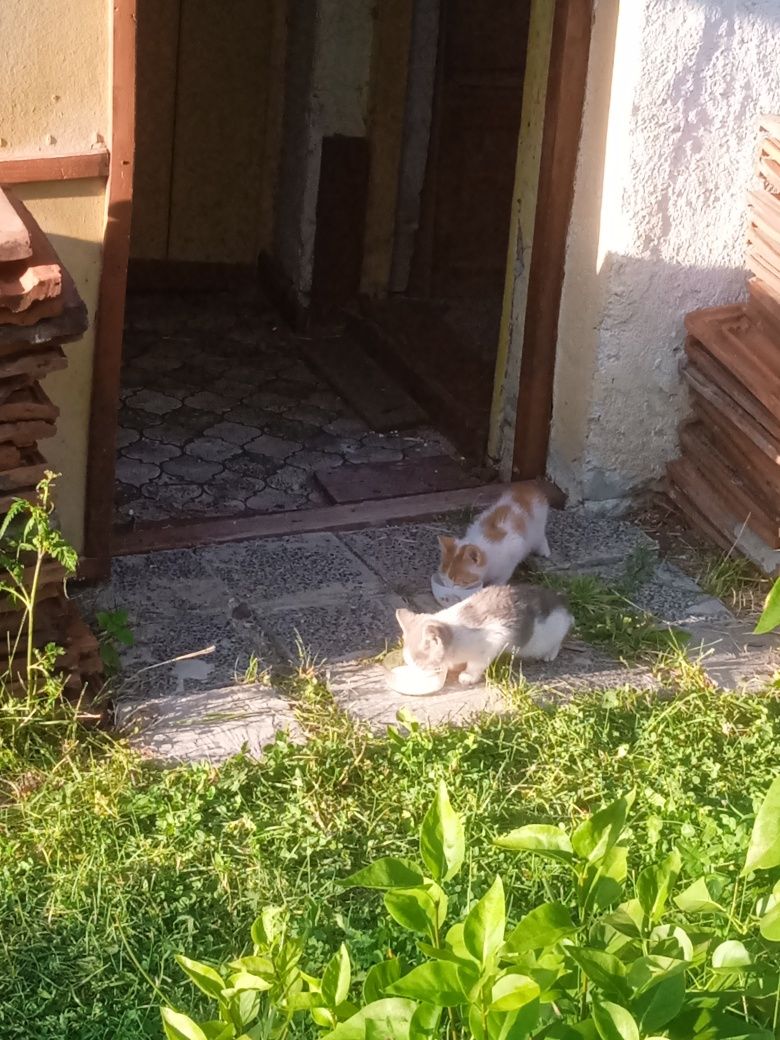 Котенца за осиновяване