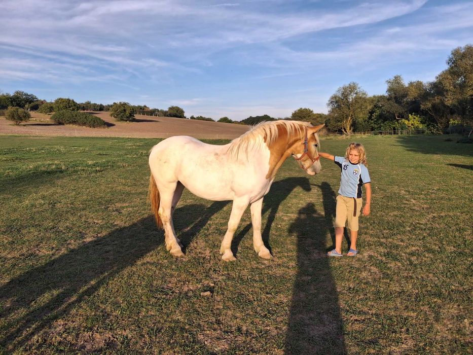 Mânză în două culori gestantă