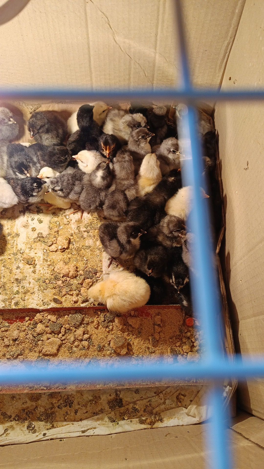 Pui de țară și australorp