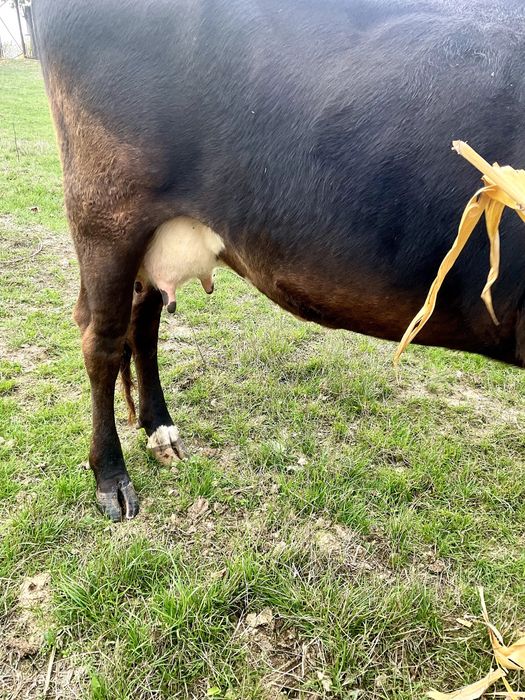 Vaca buna de lapte de 3 ani crescuta Bio pe camp