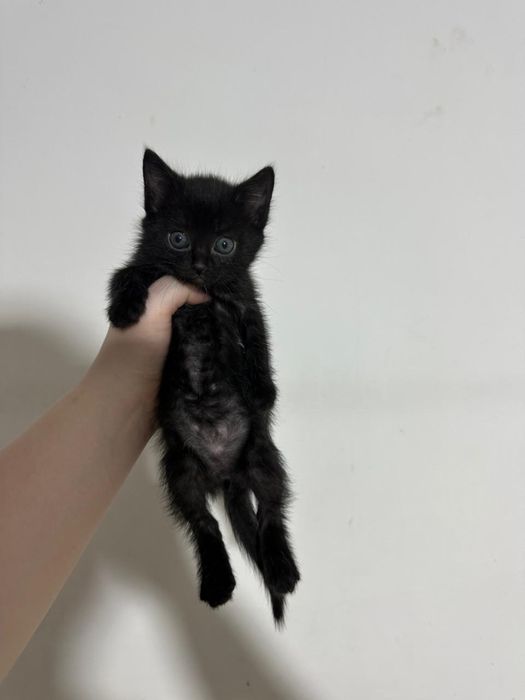 Отдам котят в хорошие руки