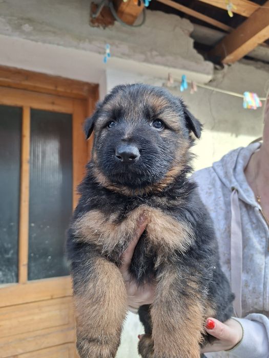 Donez pui ciobănesc german