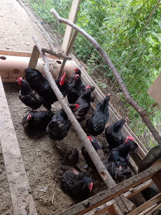 Australorp de vanzare