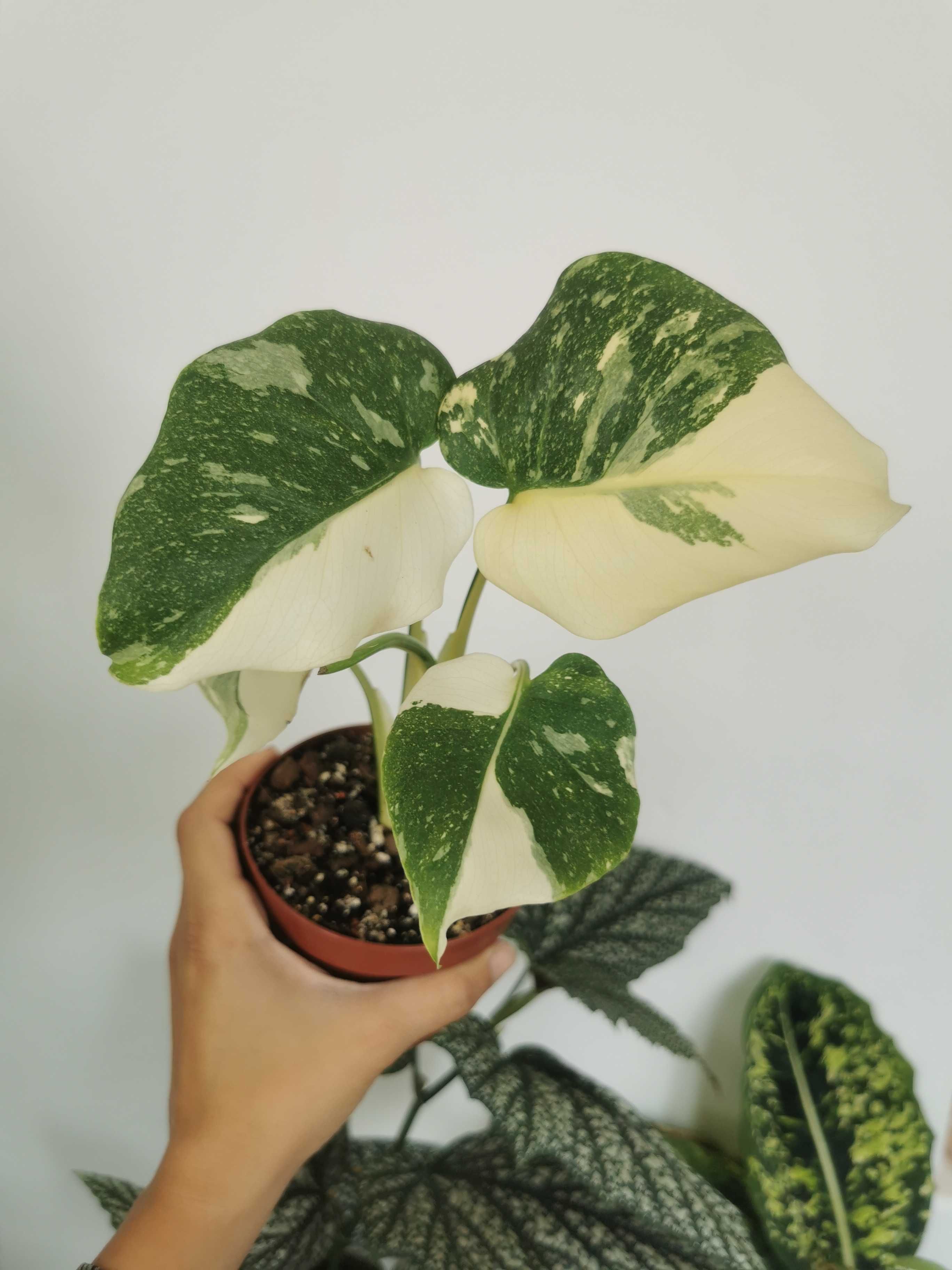 Monstera Thai Constellation, special variegation