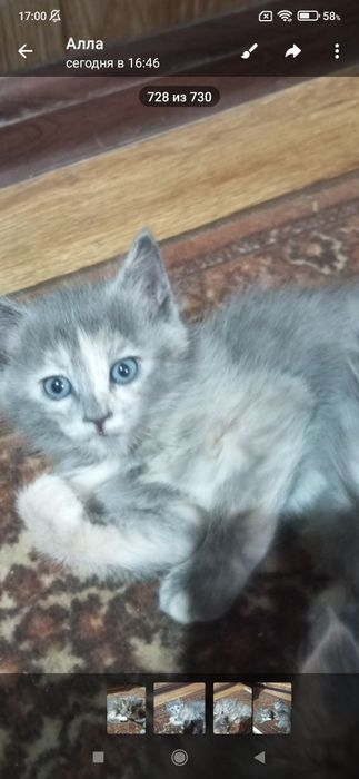 Животные и кошки