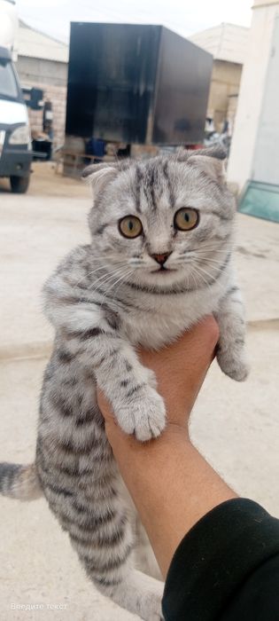 котёнок шотландский