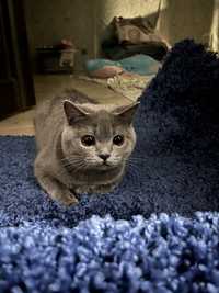 Вязка кота Чистокровный Британский Короткошорстый