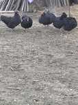 Oua Austrlorp negru