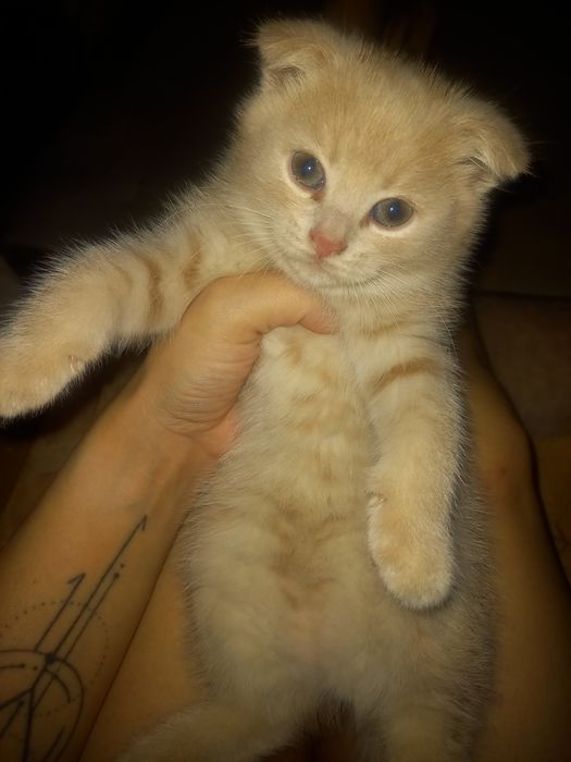 Отдам котят. Курмыш