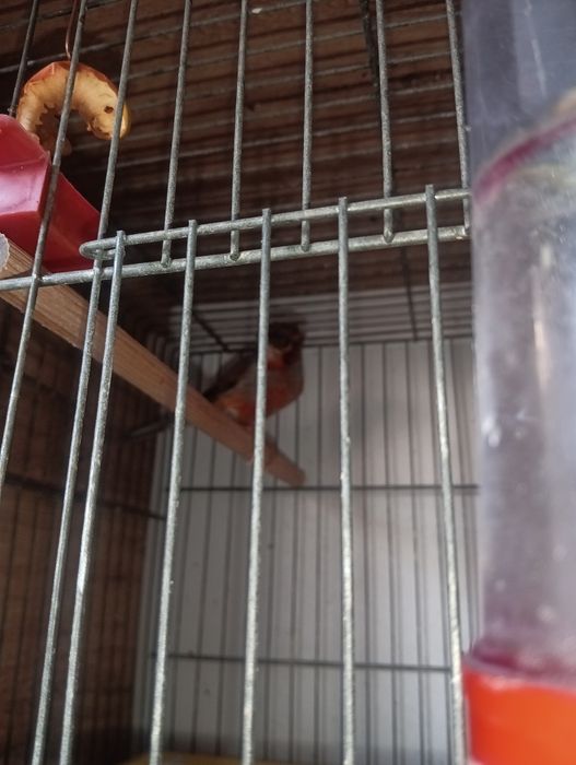 Канарчета таз годишни