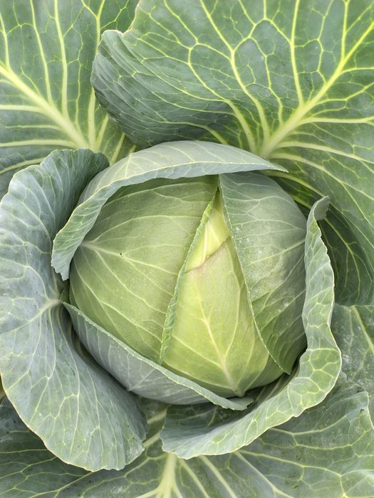 Varza de toamnă cu frunza subțire