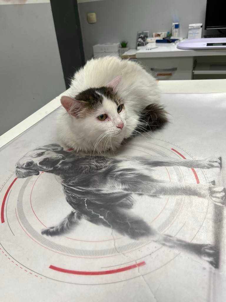 Млада котка, пухкава, мила, търси своите грижовни стопани.