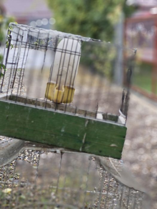 Vand colivi pentru pasarele