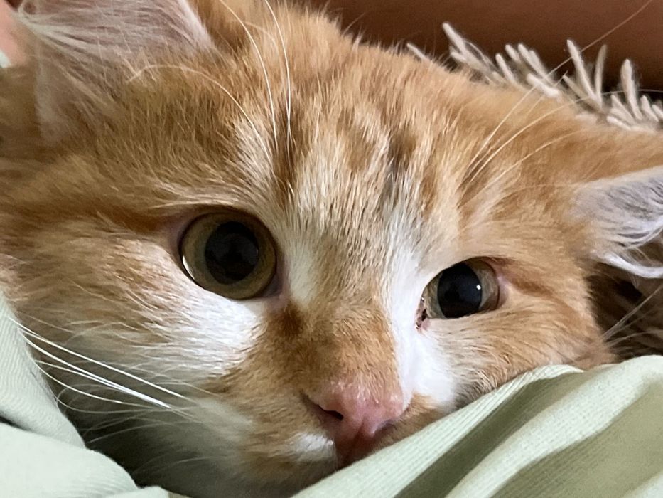 Ищем котику домик
