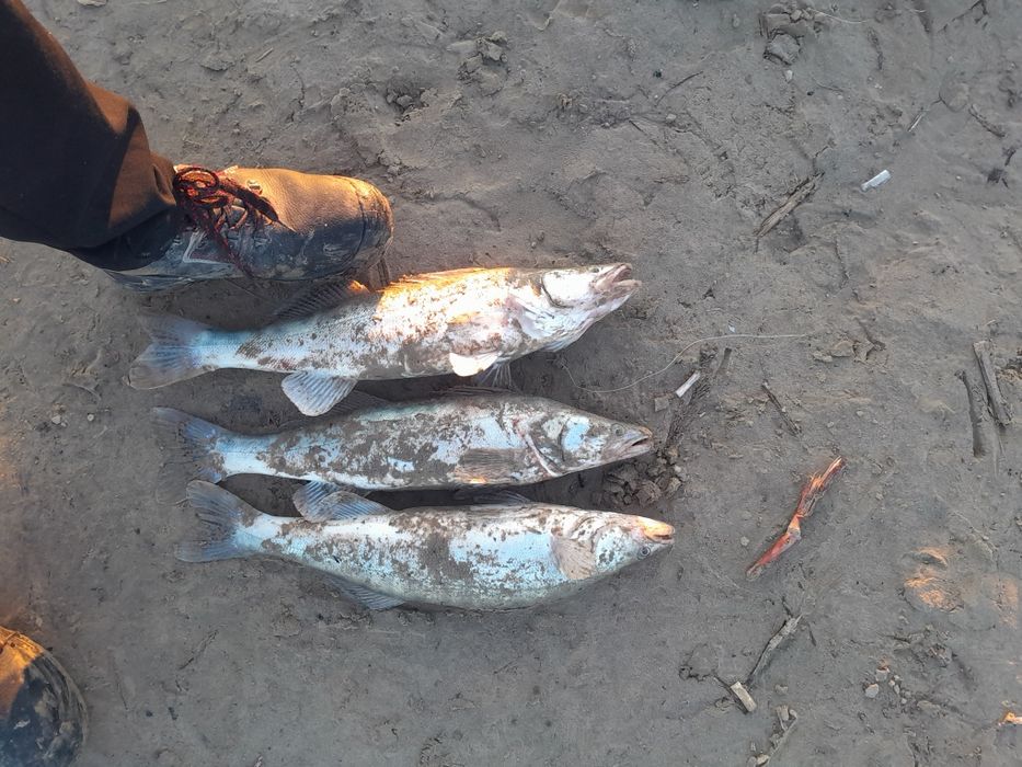 Судак сатылады свежак