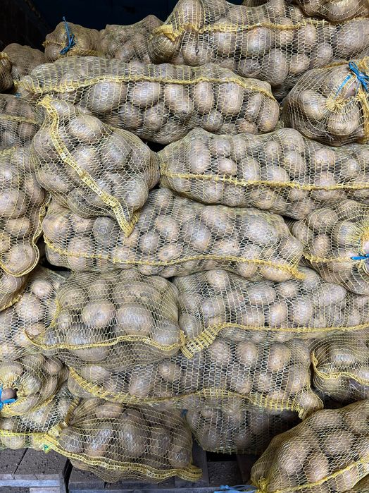 Картофи сорт Сорая