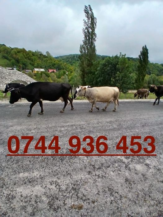 Vand 15 Vaci de lapte