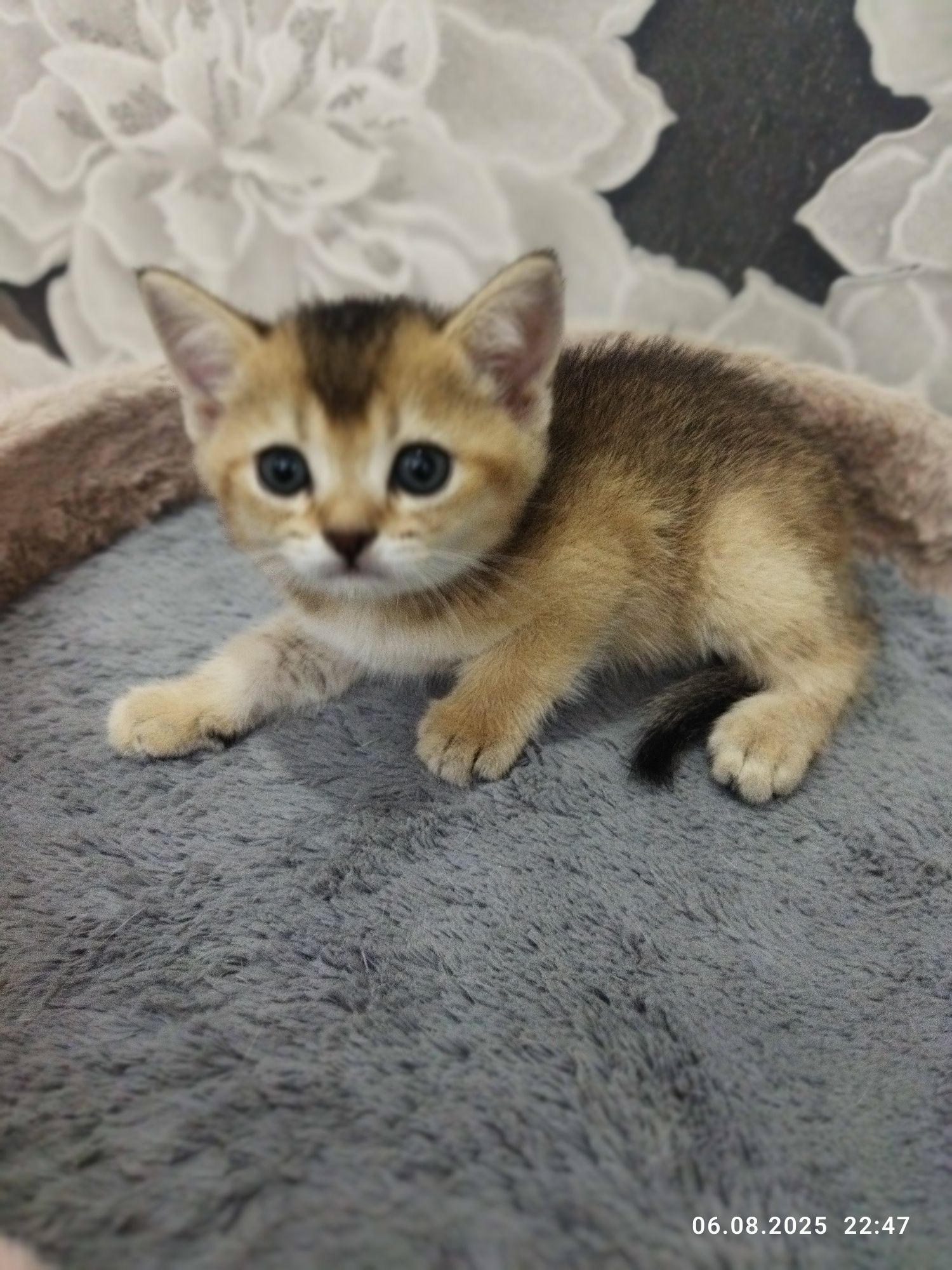 Продаются котята золотая шиншилла