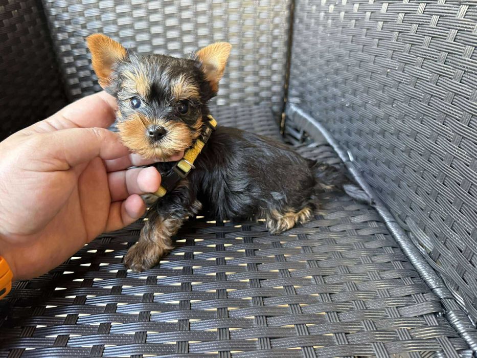 Мини Йоркширски териер, Момиченца момченца Актуално от 4.11.2025