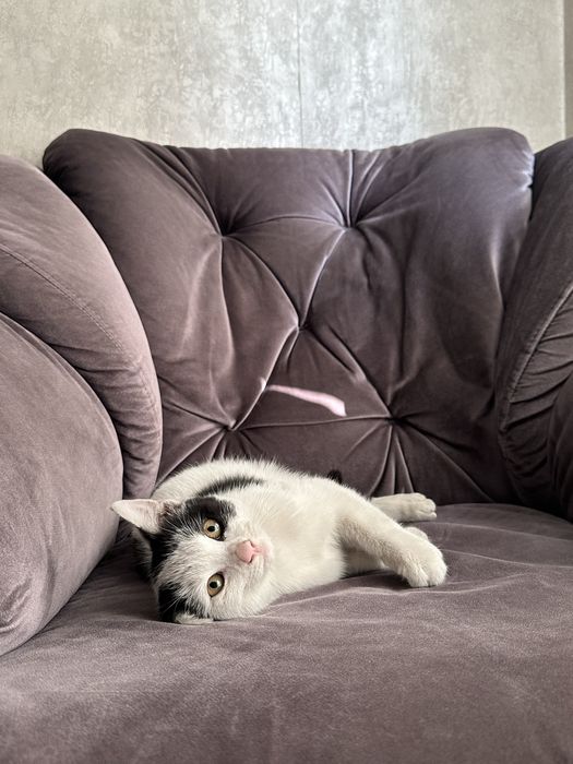 котенок мальчик в отвественные руки