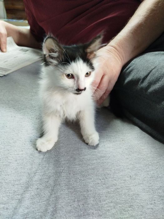 Отдам даром котят в ответственные руки