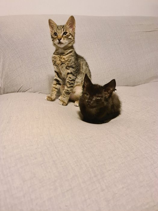 Ofer spre adoptie 3 pui de pisica.