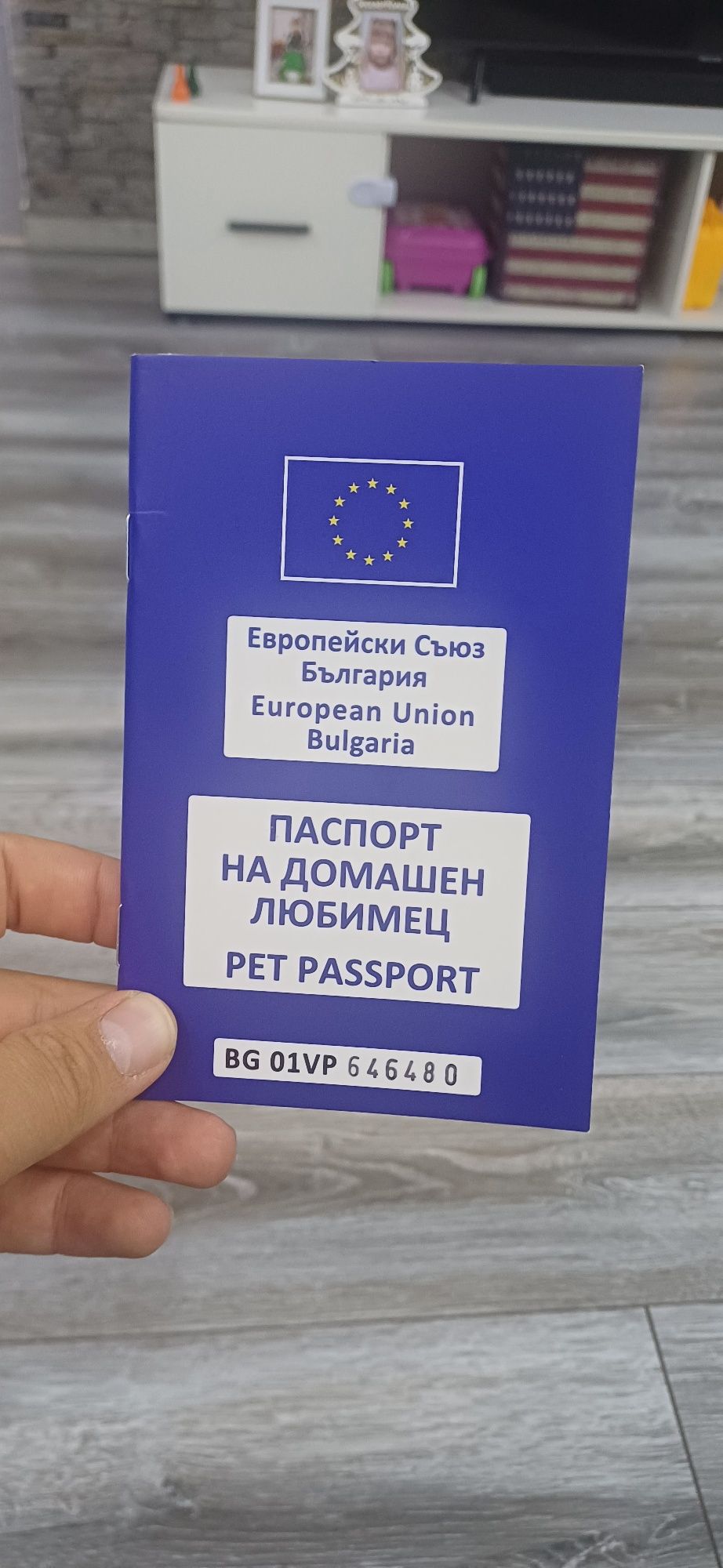 Чихо пинчер  на три месеца