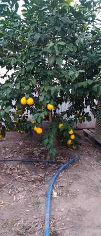 Мейер  Лимонное дерево