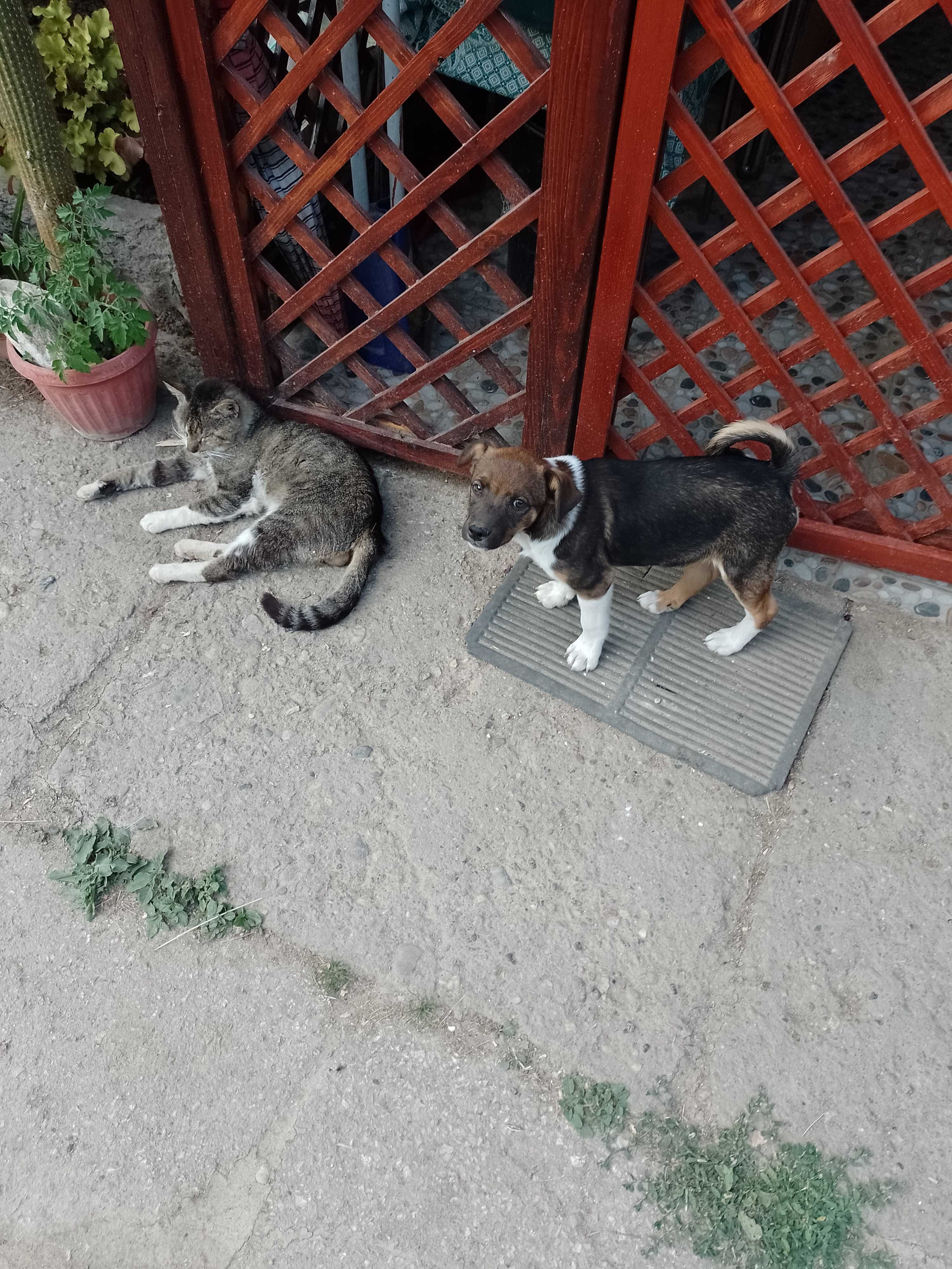 Donez catelusa de aprox 3 luni , maronie , Pianu de Sus