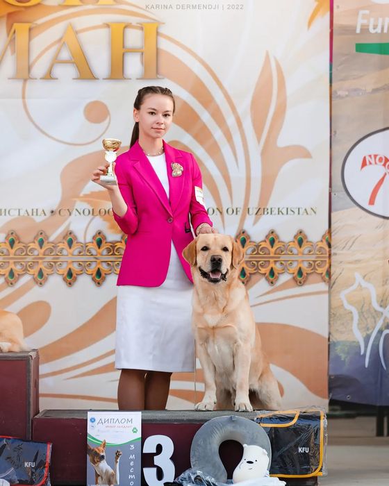 Вязка кобеля-лабрадора Чемпиона РК, Киргизии, России, Узбекистана