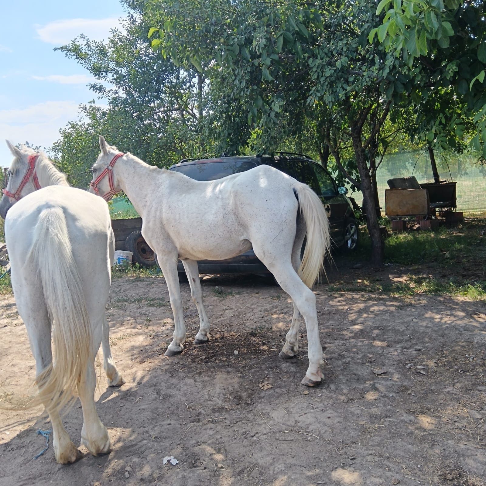 De vanzare 2 iepe