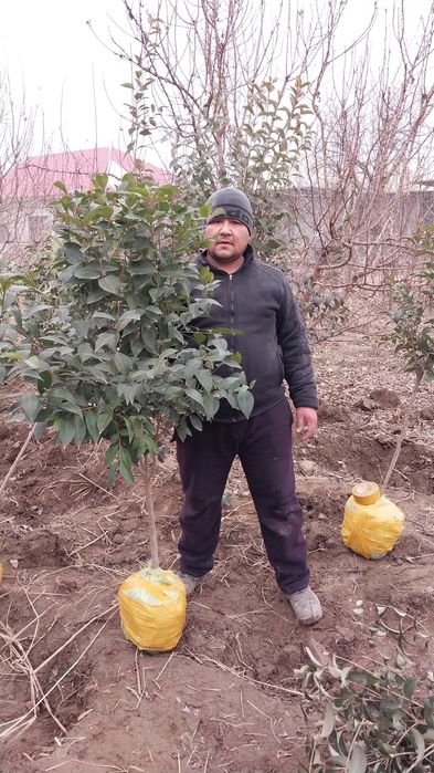 Манзаралик ланшаб декоративни сотувда